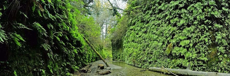 Fern Canyon Trail