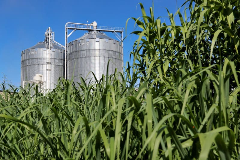 Biomass Energy