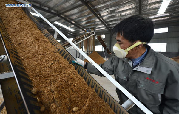 Biomass Energy In China
