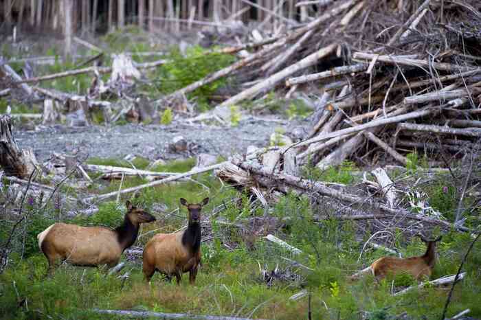 Land And Habitat Disturbance