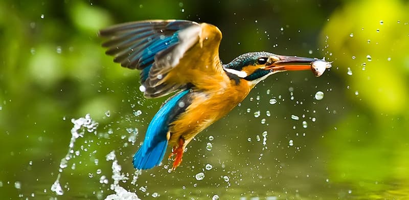 Promoting Biodiversity